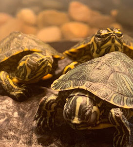 Meet your Posher, Veronica